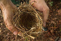 Cocos Island finch (Pinaroloxias inornata) nest in person&#39;s hands. Cocos Island National Park, Costa Rica.