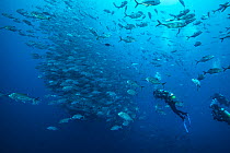 Divers observing large school of Bigeye trevally (Caranx sexfasciatus). Near Cocos Island National Park, Costa Rica.