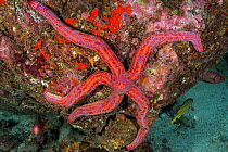 Tan sea star (Phataria unifascialis) on rock above sea floor. Cocos Island National Park, Costa Rica.