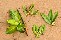 Leaves and fruits of four different Mangrove (Rhizophoraceae) species. San Cristobal Island, Galapagos.