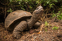 Volcan Alcedo Galapagos giant tortoise (Chelonoidis nigra vandenburghi) with neck stretched out. Isabela Island, Galapagos.