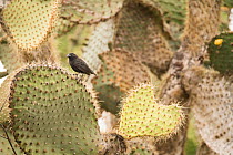 Common cactus finch (Geospiza scandens) perched on Prickly pear (Opuntia). San Cristobal Island, Galapagos.