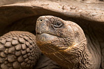 Volcan Alcedo Galapagos giant tortoise (Chelonoidis nigra vandenburghi), portrait. Isabela Island, Galapagos.