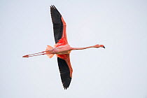 Greater flamingo (Phoenicopterus ruber) in flight. Isabela Island, Galapagos.
