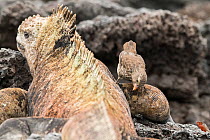 Small ground finch (Geospiza fuliginosa) feeding on ectoparasites whilst standing on Marine iguana (Amblyrhynchus cristatus) leg. Isabela Island, Galapagos.