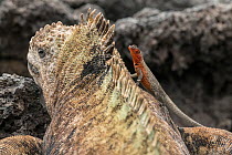 Galapagos lava lizard (Microlophus albemarlensis) feeding on flies attracted to sunbathing Marine iguana (Amblyrhynchus cristatus). Isabela Island, Galapagos.