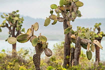 Galapagos prickly pear (Opuntia echios), a vulnerable species. Isabela Island, Galapagos.