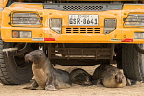 Galapagos sea lion (Zalophus wollebaeki), three resting underneath school bus. Isabela Island, Galapagos. 2017.