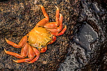 Sally lightfoot crab (Grapsus grapsus) clinging to a rock. Isabela Island, Galapagos.