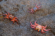 Sally lightfoot crab (Grapsus grapsus), three clinging to rock. Isabela Island, Galapagos.