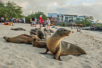 Galapagos sea lion (Zalophus wollebaeki) group on beach with tourists in background. San Cristobal Island, Galapagos. 2018.