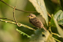 Cocos flycatcher (Nesotriccus ridgwayi) perched on branch, endemic species. Cocos Island National Park, Costa Rica.