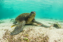 Galapagos green turtle (Chelonia mydas agassizi) resting on sea floor. Off San Cristobal Island coast, Galapagos.