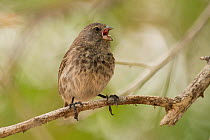 Small ground-finch (Geospiza fuliginosa) singing whilst perched on branch. Isabela Island, Galapagos.
