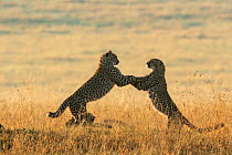 Cheetah (Acinonyx jubatus), juveniles playing at sunrise, Masai-Mara Game Reserve, Kenya