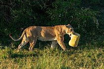 Lioness (Panthera leo) playing with litter, Masai-Mara Game Reserve, Kenya