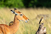 Impala (Aepyceros melampus), and Yellow-billed oxpeckers (Buphagus africanus) Masai-Mara game Reserve, Kenya.