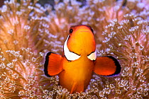 Clownfish (Amphiprion sp) in anemone home, Philippines.