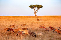 Lion (Panthera leo), in conflict with a group of Spotted hyenas (Crocuta crocuta) on a kill at sunrise, Masai-Mara game reserve, Kenya