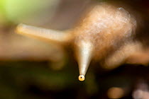 Burgundy snail (Helix pomatia), close-up of an eye, Normandy, France
