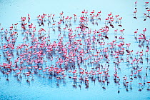 Lesser flamingoes (Phoeniconaias minor), group beginning a courtship display, aerial view, lake Magadi, Kenya