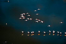 Lesser flamingoes (Phoeniconaias minor), flying, Lake Magadi, Kenya