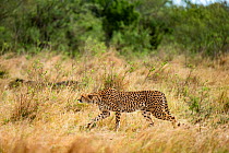 Cheetah (Acinonyx jubatus) female stalking, Masai-Mara Game Reserve, Kenya