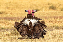 Lappet-faced vulture (Torgos tracheliotus) courtship display, Masai-Mara Game Reserve, Kenya