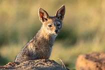 Black-backed jackal (Canis mesomelas), juvenile near den, Masai-Mara game reserve, Kenya