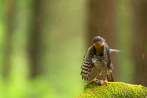 Sparrowhawk (Accipter nisus) pair mating. With dead chick, a nuptial gift, at females feet, in forest, Pays de Loire, France