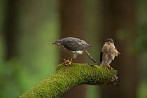 Sparrowhawk (Accipter nisus) male and female with chick prey, nuptial gift from male, in forest, Pays de Loire, France
