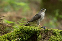Sparrowhawk (Accipter nisus) female with chick prey, nuptial gift from male, in forest, Pays de Loire, France