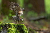 Sparrowhawk (Accipter nisus) pair mating, in forest, Pays de Loire, France