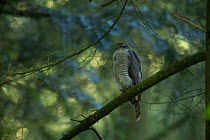 Sparrowhawk (Accipter nisus) female perched in tree, in forest, Pays de Loire, France