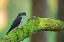 Sparrowhawk (Accipter nisus) male regurgitating pellet, in forest, Pays de Loire, France