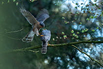 Sparrowhawk (Accipter nisus) male landing to mate with female, in forest, Pays de Loire, France