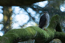 Sparrowhawk (Accipter nisus) female in tree, in forest, Pays de Loire, France