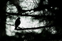 Sparrowhawk (Accipter nisus) silhouetted in tree, in forest, Pays de Loire, France