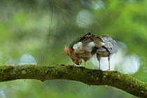 Sparrowhawk (Accipter nisus) rear view, in forest, Pays de Loire, France
