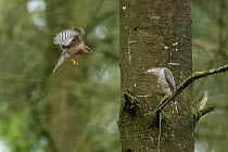 Sparrowhawk (Accipter nisus) male flying to female, in forest, Pays de Loire, France