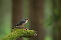 Sparrowhawk (Accipter nisus) male with dead chick as courtship gift for female, in forest, Pays de Loire, France