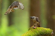 Sparrowhawk (Accipter nisus) male flying to female. Dead chick, a nuptial gift, at female&#39;s feet, in forest, Pays de Loire, France