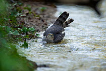 Sparrowhawk (Accipter nisus) bathing in stream, in forest, Pays de Loire, France