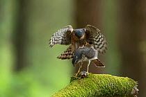 Sparrowhawk (Accipter nisus) pair mating, with dead chick, a nuptial gift, at female&#39;s feet, in forest, Pays de Loire, France