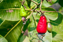 Cashew (Anacardium occidentale) fruits and nuts growing on tree. Cerrado, Goias, Brazil.