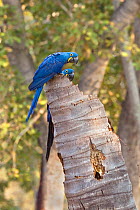 Hyacinth macaw (Anodorhynchus hyacinthinus) pair at nest in tree stump. Cerrado, Brazil.