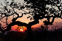 Tree silhouetted by burning forest fire during dry season. Chapada dos Veadeiros National Park, Goias, Brazil.