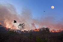 Fires in the Cerrado during dry season. Vulture and birds of prey gathering overhead to feed. Chapada dos Veadeiros National Park, Goias, Brazil. September 2010.