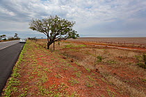 Agricultural land which has replaced the natural Cerrado ecosystem. Goias, Brazil. 2010.