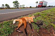 Maned wolf (Chrysocyon brachyurus) dead on roadside. very many animals are killed each year on the region&#39;s roads. Cerrado, Brazil.